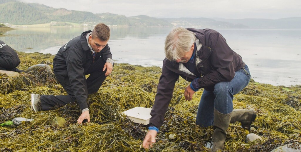 Forskere har plukket tanglopper i fjæra i Trondheimsfjorden og tatt dem med seg tilbake til laboratoriet for å dyrke frem en tangloppekultur. Forskere har plukket tanglopper i fjæra i Trondheimsfjorden og tatt dem med seg tilbake til laboratoriet for å dyrke frem en tangloppekultur.