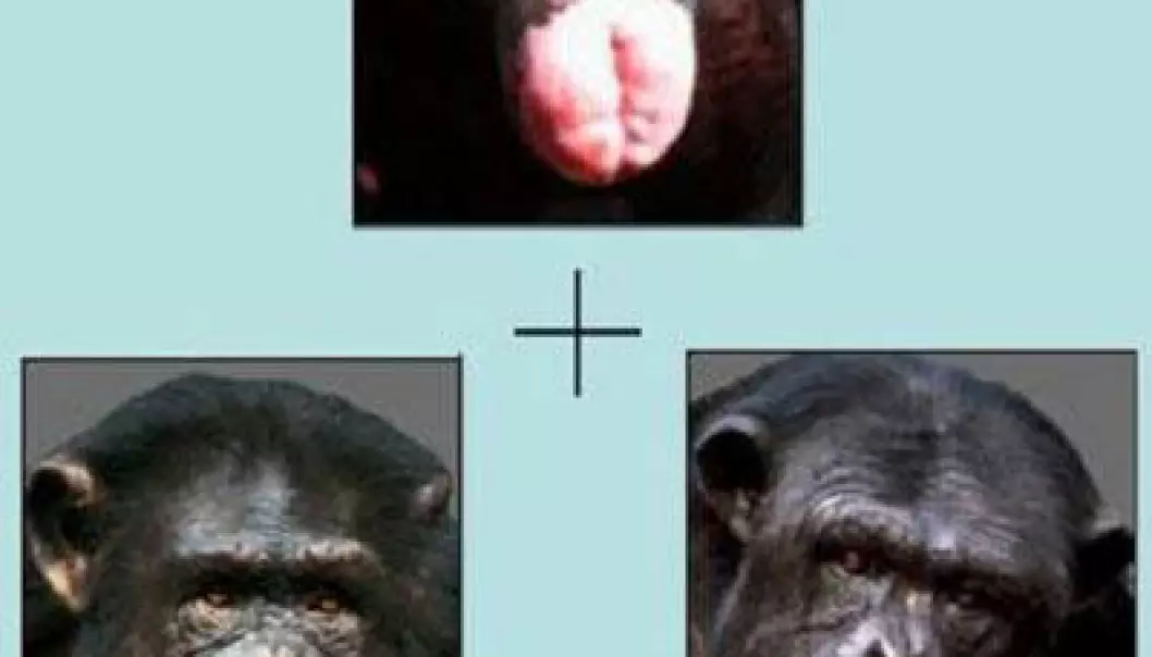 Priser til apebakdeler og svensker med grønt hår