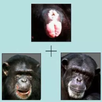 Hvem er denne rumpa sin? Forskning viser at sjimpanser kan kjenne hverandre igjen på bakdelen. (Foto: (Illustrasjon: de Wall og Pokorny))