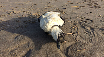 Slik døde 1 million fugler av hetebølge i havet