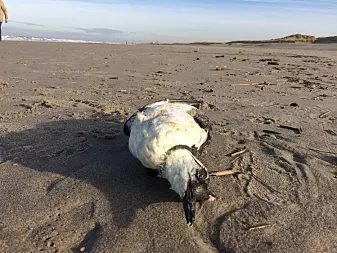 Slik døde 1 million fugler av hetebølge i havet