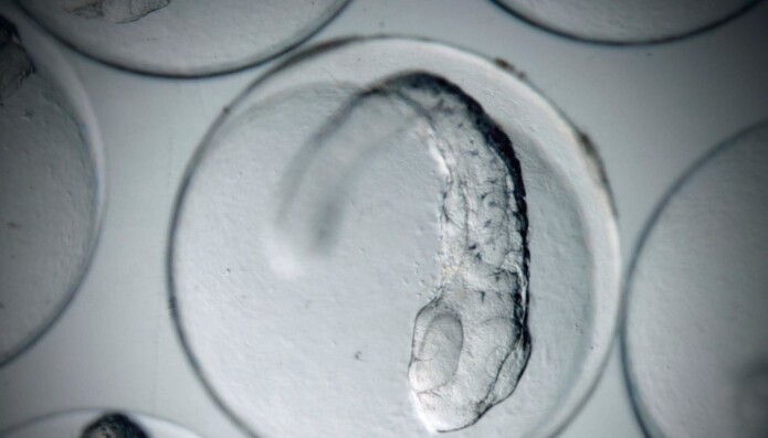 Skreiegget går raskt frå éi celle til embryo. Skreiegget går raskt frå éi celle til embryo.