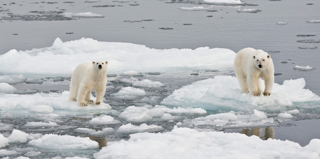 Melting summer sea ice makes it harder for polar bears for hunt seals and other prey. Some researchers think if the world doesn't do more to cut its carbon emissions, all summer Arctic sea ice will be gone by 2040 Melting summer sea ice makes it harder for polar bears for hunt seals and other prey. Some researchers think if the world doesn't do more to cut its carbon emissions, all summer Arctic sea ice will be gone by 2040