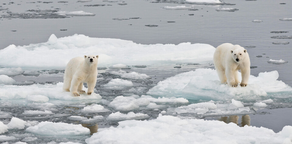Melting summer sea ice makes it harder for polar bears for hunt seals and other prey. Some researchers think if the world doesn't do more to cut its carbon emissions, all summer Arctic sea ice will be gone by 2040