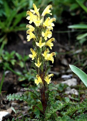 Gullmyrklegg (Pedicularis oederi) er en art som ofte blir funnet høyere i dag enn tidligere. (Foto: Forskningsprosjektet) Gullmyrklegg (Pedicularis oederi) er en art som ofte blir funnet høyere i dag enn tidligere. (Foto: Forskningsprosjektet)