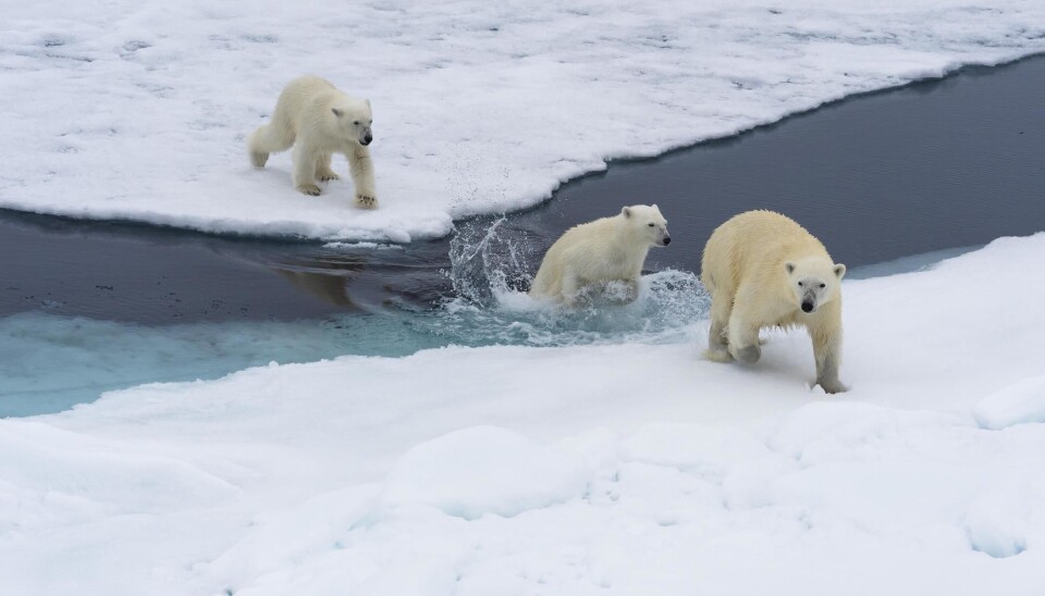A polar bear (Ursus maritimus) mother with two cubs swimming between ice floes off of the Svalbard archipelago.