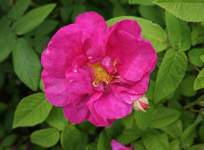 'Apotekerrose'. Denne gamle rosearten ble dyrket i urtehager, trolig for medisinsk bruk eller duften. Historien forsvinner tilbake til 1500-1600-tallet. (Foto: Arnfinn Christensen, forskning.no) 'Apotekerrose'. Denne gamle rosearten ble dyrket i urtehager, trolig for medisinsk bruk eller duften. Historien forsvinner tilbake til 1500-1600-tallet. (Foto: Arnfinn Christensen, forskning.no)