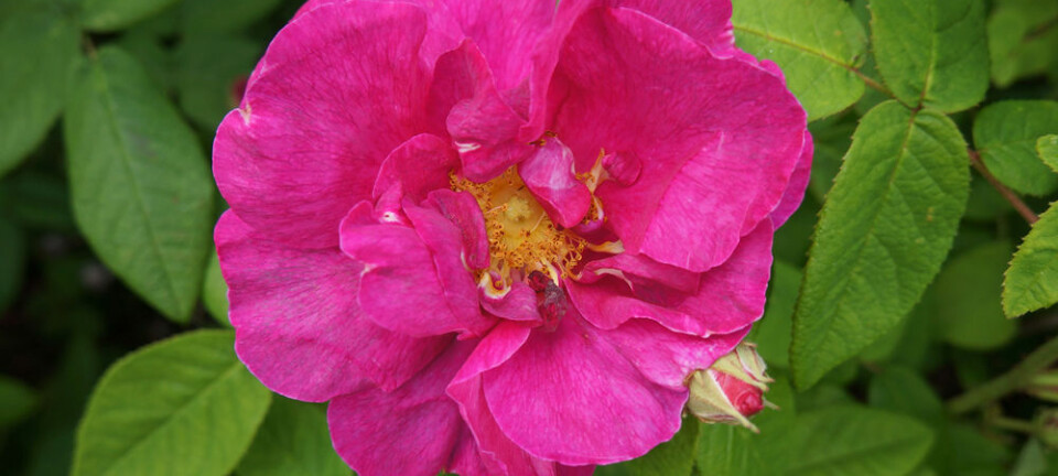 'Apotekerrose'. Denne gamle rosearten ble dyrket i urtehager, trolig for medisinsk bruk eller duften. Historien forsvinner tilbake til 1500-1600-tallet. Arnfinn Christensen, forskning.no