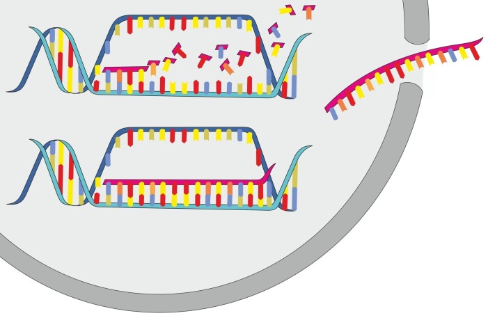 RNA-et åpner et lite segment av DNA-et, og danner en RNA-kopi av DNA-ets oppskrift på et protein. Så smetter RNA-kopien ut av cellekjernen til deler av cellen hvor proteinet kan lages. RNA-et åpner et lite segment av DNA-et, og danner en RNA-kopi av DNA-ets oppskrift på et protein. Så smetter RNA-kopien ut av cellekjernen til deler av cellen hvor proteinet kan lages.