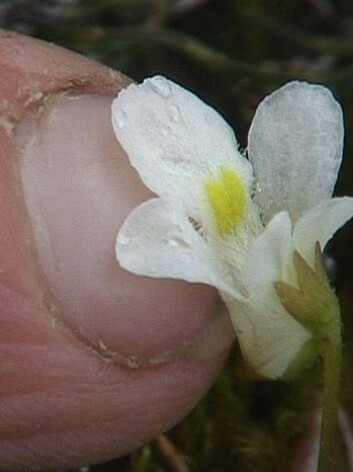 Det er første gong det er funne ein kjøttetande plante på Svalbard. (Foto: Kjersti Strømmen/NRK) Det er første gong det er funne ein kjøttetande plante på Svalbard. (Foto: Kjersti Strømmen/NRK)
