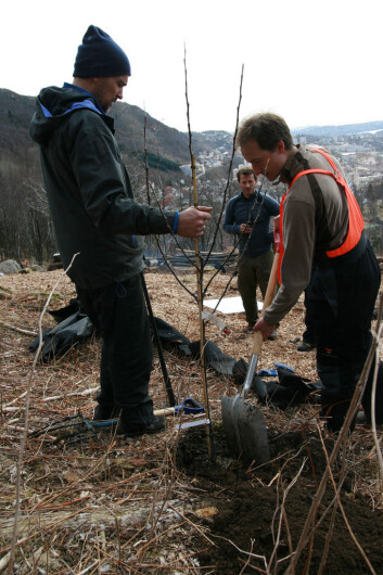 Dugnad i matskogen på Landås. (Foto: Lars Ove Kvalbein) Dugnad i matskogen på Landås. (Foto: Lars Ove Kvalbein)