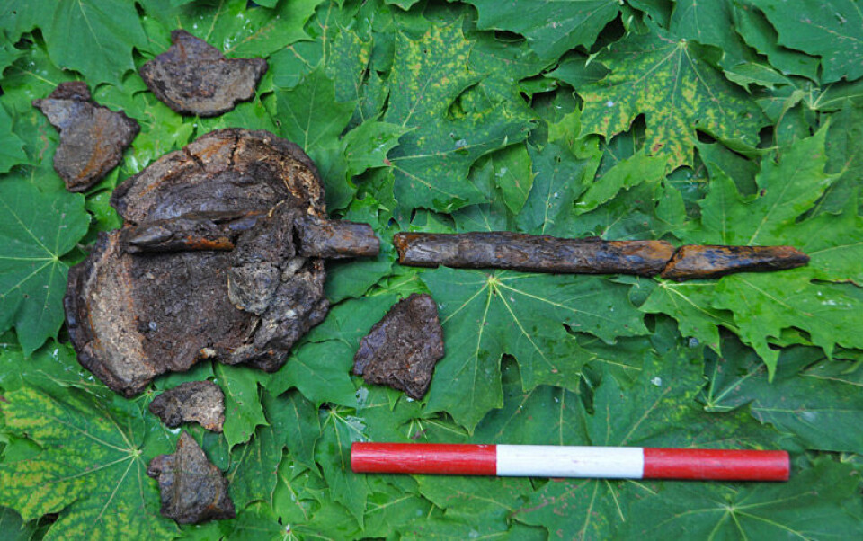 Ett av kraniene som ble funnet festet til en stake i utgravingsfeltet like mellom Motala jernbanestasjon og Göta kanal. (Foto: Fredrik Hallgren)