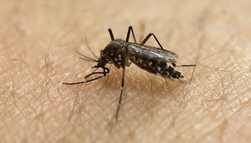 Myggen Aedes aegypti har mye smitte på samvittigheten. Den overfører både viruset zika og dengue til mennesker. Myggen Aedes aegypti har mye smitte på samvittigheten. Den overfører både viruset zika og dengue til mennesker.
