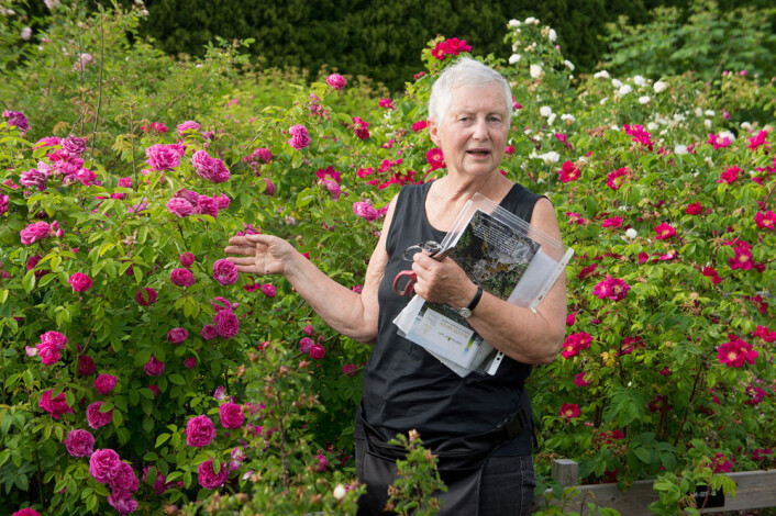 Unni Dahl Grue er en av flere som arbeider for Norsk roseforening og Norsk genressurssenter for å kartlegge eldre rosearter i Norge. Etter kartleggingen skal de mest egnede artene tilbys rosedyrkere i hagesentre, under varemerket Plantearven. (Foto: Arnfinn Christensen, forskning.no) Unni Dahl Grue er en av flere som arbeider for Norsk roseforening og Norsk genressurssenter for å kartlegge eldre rosearter i Norge. Etter kartleggingen skal de mest egnede artene tilbys rosedyrkere i hagesentre, under varemerket Plantearven. (Foto: Arnfinn Christensen, forskning.no)