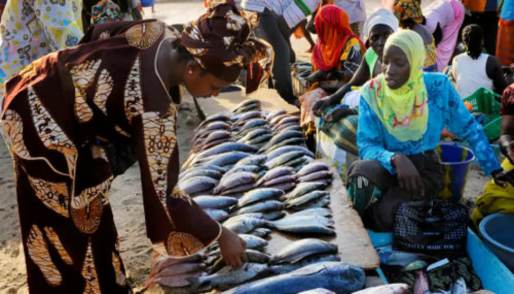 Klimaendring påvirker globale fiskefangster