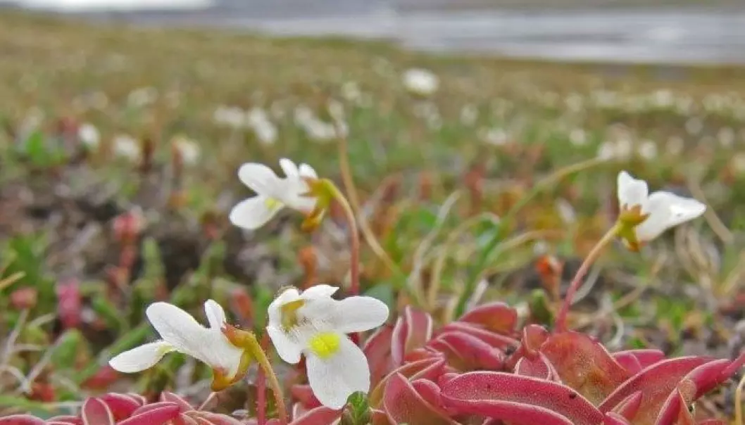 Snubla over kjøttetande plante på Svalbard