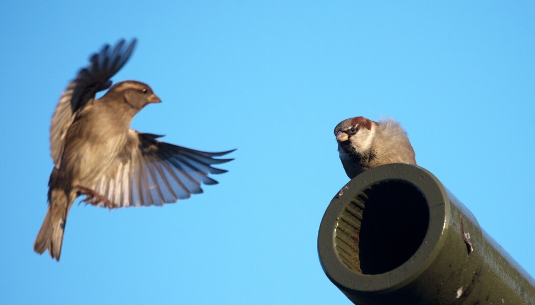 Spurver er mindre agressive mot eldre konkurrenter. Spurver er mindre agressive mot eldre konkurrenter.