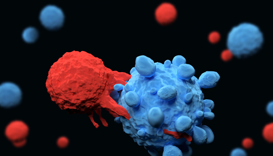 T-cellen er en effektiv soldat i kampen mot inntrengere som gjør oss syke. Den brukes mye i immunterapi mot kreft. Nå har forskere funnet en ekstra effektiv T-celle som kjenner igjen mange ulike kreftceller.