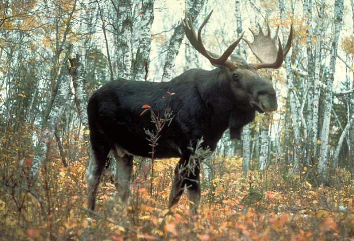 Elgen har vært skogens konge lenger enn vi hittil har trodd, viser undersøkelser av elggeviret fra Søndre Land (Foto: USDA Forest Service/Wikimedia Creative Commons) Elgen har vært skogens konge lenger enn vi hittil har trodd, viser undersøkelser av elggeviret fra Søndre Land (Foto: USDA Forest Service/Wikimedia Creative Commons)