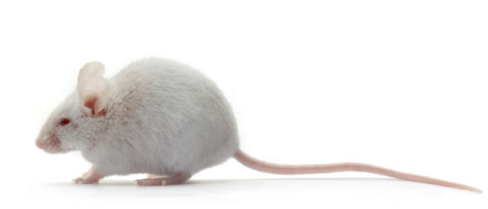 De sosialt aktive musene endte opp med 49 prosent mindre hvitt fett i mageregionen sammenlignet med kontrollgruppen. (Foto: iStockphoto) De sosialt aktive musene endte opp med 49 prosent mindre hvitt fett i mageregionen sammenlignet med kontrollgruppen. (Foto: iStockphoto)