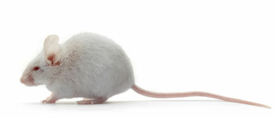 De sosialt aktive musene endte opp med 49 prosent mindre hvitt fett i mageregionen sammenlignet med kontrollgruppen. (Foto: iStockphoto)