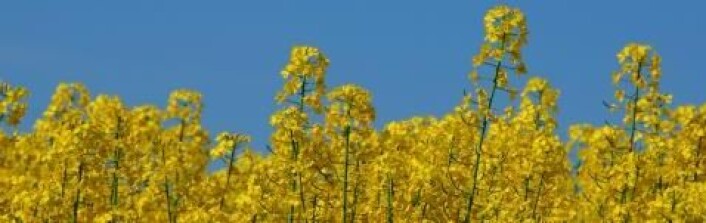 Genmodifisering av raps kan gi større utnytting av planten. (Foto: Colourbox) Genmodifisering av raps kan gi større utnytting av planten. (Foto: Colourbox)