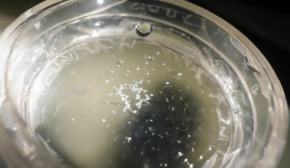 Forskere fra Havforskningsinstituttet har oppsummert alle publiserte laboratorieforsøk frem til 2018, hvor organismer som lever i eller ved vann har blitt eksponert for mikro- og nanoplast. Her er mikroplast som forskere viste frem under Forskningstorget i 2018.
