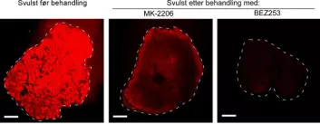 Rødfargen viser aktiviteten til PI3K signalveien i svulsten hos mus. Bildene viser at PI3K signalveien er overaktiv i ubehandlet basal-lignende brystkreft. Behandling med medisinene MK-2206 og BEZ253 viser at PI3K aktiviteten går ned og at BEZ253 gir bedre effekt enn MK-2206. (Foto: Geir Bjørkøy)