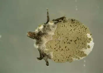 Soppinfisert flått av arten I. ricinus, hunkjønn. Soppen dreper flåtten innenfra og ut, og danner deretter soppsporer på utsiden som kan smitte nye flått. (Foto: (Foto Karin Westrum, Bioforsk Plantehelse))