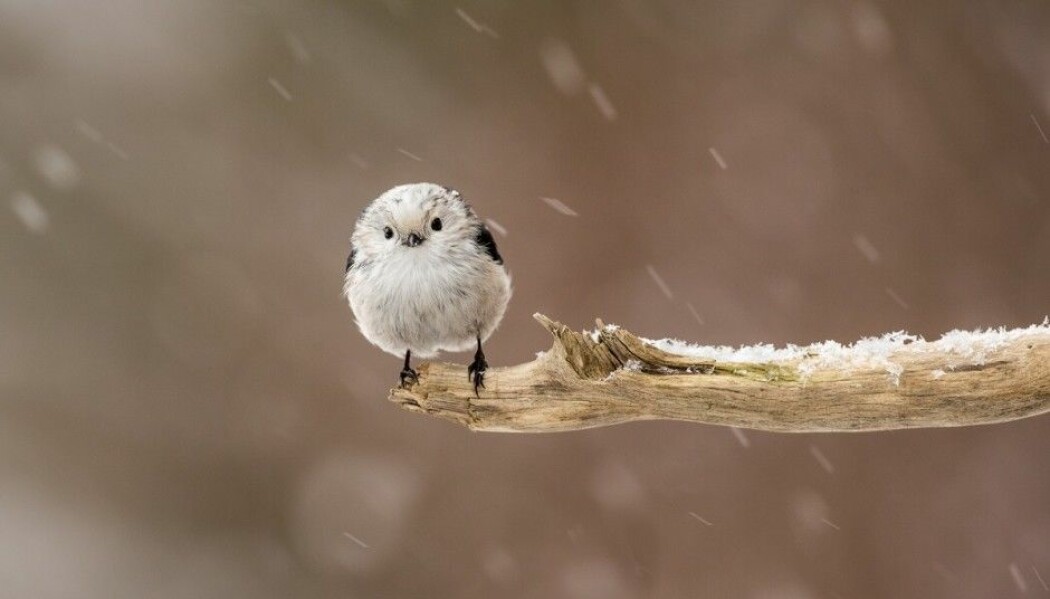 Vinteren er en tøff tid for småfugler som denne stjertmeisen. Men de blir flinkere til å overleve jo mer erfaring og høyere status de får.