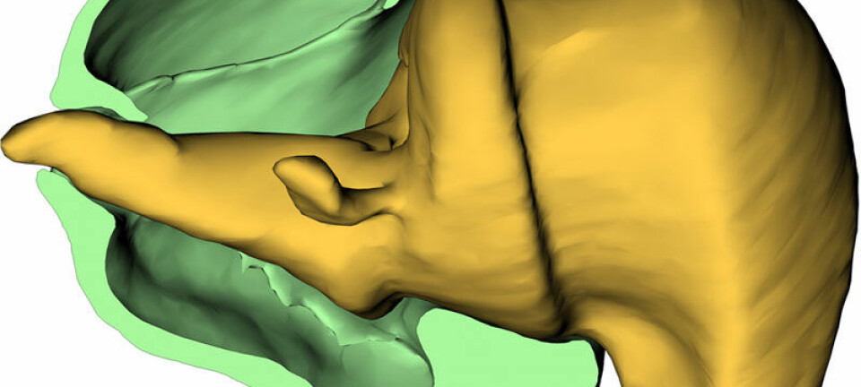 3D rekonstruksjon av lårbeinsknute (gul) og hofte (grønn) (Figur: © Science/AAAS) © Science/AAAS