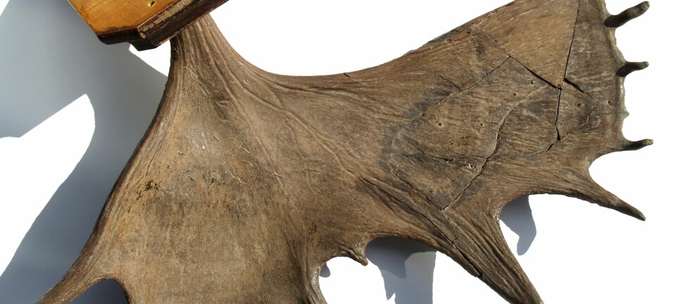 Elggevir fra Norges eldste elg, funnet i Søndre Land (Foto: Finn Audun Grøndahl)