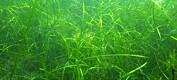 Havets grønne enger