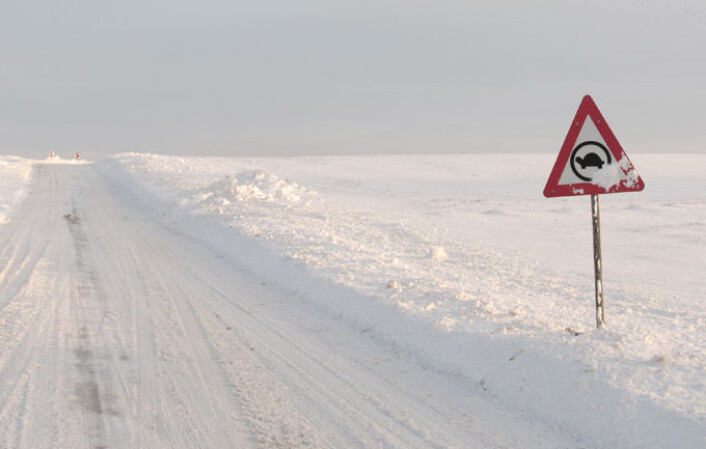 Kaldt vintervær er verken bra for skilpadder eller rekkevidden til elbiler. (Foto: (Illustrasjon: www.colourbox.no/Arnfinn Christensen, forskning.no)) Kaldt vintervær er verken bra for skilpadder eller rekkevidden til elbiler. (Foto: (Illustrasjon: www.colourbox.no/Arnfinn Christensen, forskning.no))
