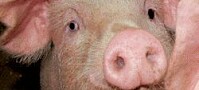 Lunger fra gris kan gi influensasvar