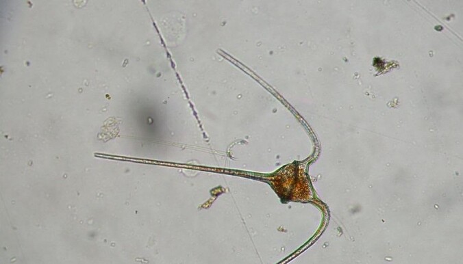 En dinoflagellat i slekten Ceratium. En dinoflagellat i slekten Ceratium.