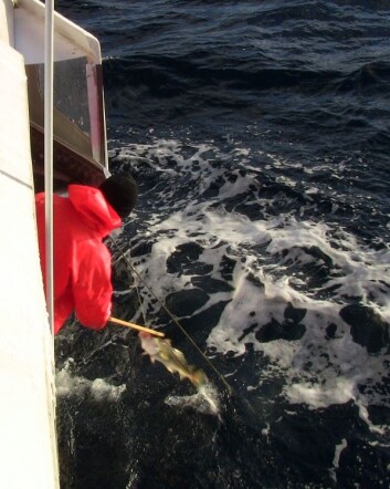 Fiskeelskere i Storbritannia biter på kroken når fisken selv er krokfanget. (Foto: Edgar Henriksen/Nofima) Fiskeelskere i Storbritannia biter på kroken når fisken selv er krokfanget. (Foto: Edgar Henriksen/Nofima)