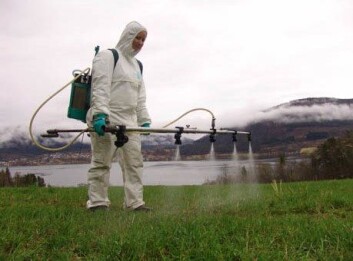 Sprøyting med sopp som dreper flått. (Foto: Natasha Sant Anna Iwanicki, Bioforsk plantehelse) Sprøyting med sopp som dreper flått. (Foto: Natasha Sant Anna Iwanicki, Bioforsk plantehelse)