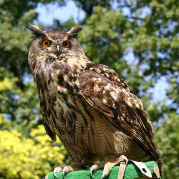 (Foto: Softeis, Wikimedia Commons) (Foto: Softeis, Wikimedia Commons)