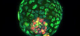 Syntetiske embryoer kan bli brukt til foster-forskning