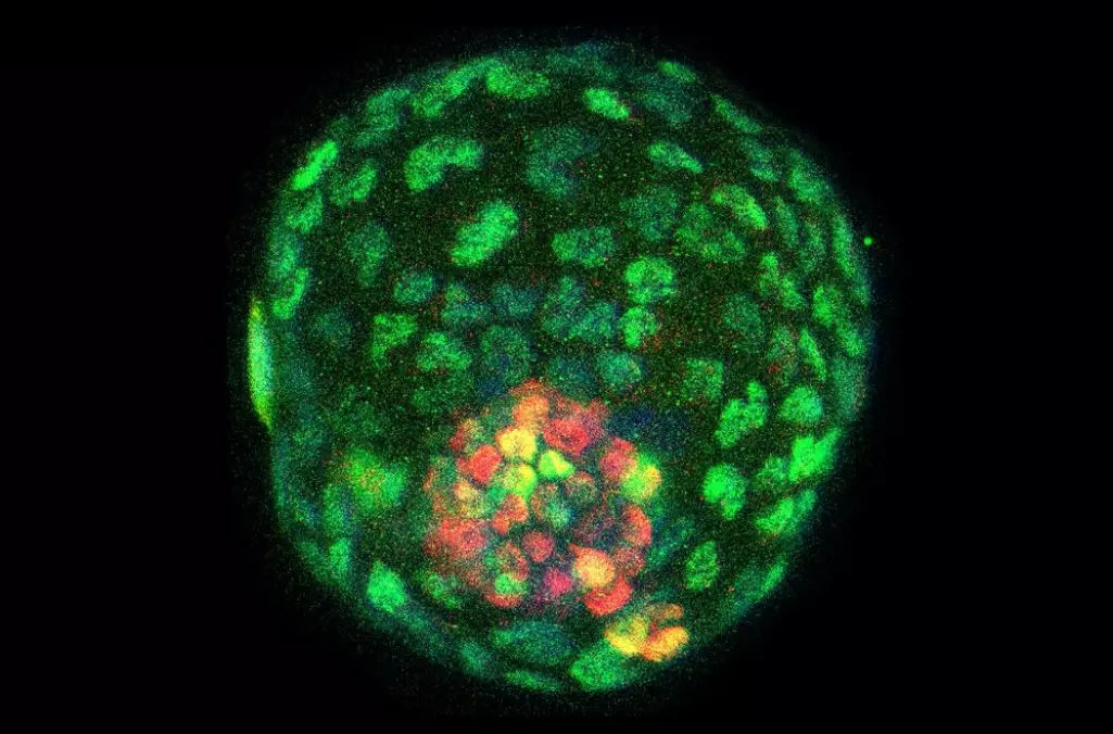 Denne ballen av celler ligner på et tidlig embryo som kalles en blastocyst. De grønne cellene på utsiden av ballen skal bli til morkaken og fosterhinnene, mens de røde skal bli til fosteret.