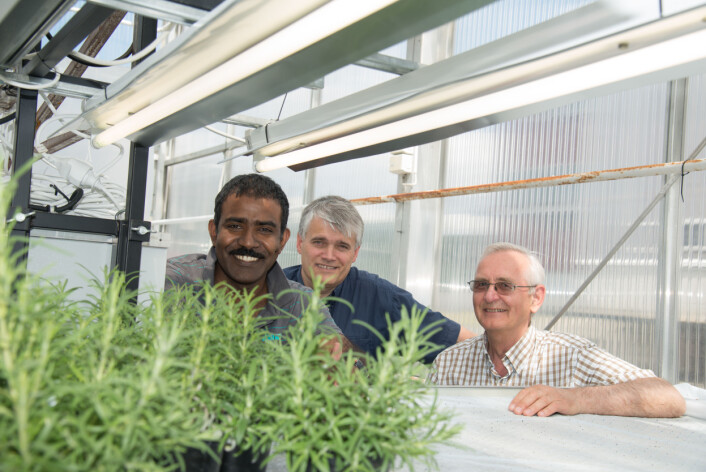 Dr. Aruppillai Suthaparan (UMB), professor og faglig prosjektleder Arne Stensvand (Bioforsk) og professor Hans Ragnar Gislerød (UMB) (Foto: Erling Fløistad) Dr. Aruppillai Suthaparan (UMB), professor og faglig prosjektleder Arne Stensvand (Bioforsk) og professor Hans Ragnar Gislerød (UMB) (Foto: Erling Fløistad)
