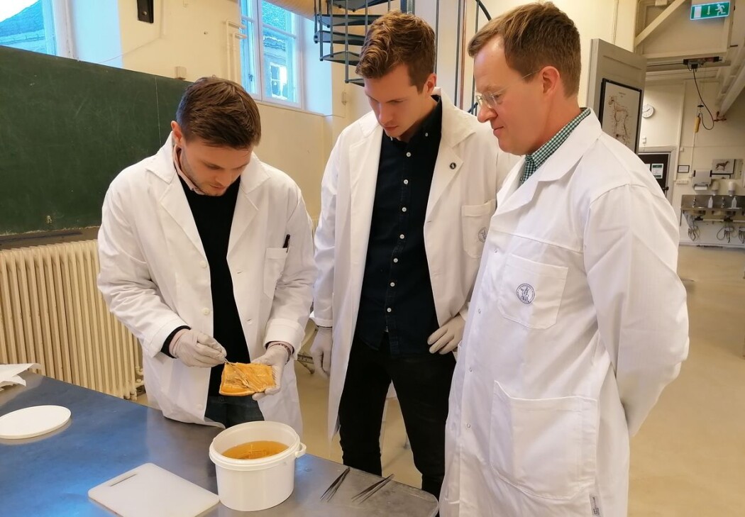 Fra venstre: Student Oskar Mongstad Løken, stipendiat Håvard Bjørgen og professor Erling Olaf Koppang har alle vært sentrale i studien etter oppdagelsen av det nye organet. Fra venstre: Student Oskar Mongstad Løken, stipendiat Håvard Bjørgen og professor Erling Olaf Koppang har alle vært sentrale i studien etter oppdagelsen av det nye organet.