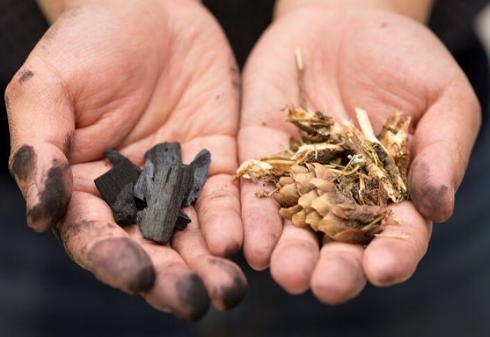 Skogsavfall som ligger igjen på hogstfeltene, inneholder store energimengder. Nå skal forskere bruke fire år på å skape edelt kull av den billige råvaren. (Foto: Thor Nielsen) Skogsavfall som ligger igjen på hogstfeltene, inneholder store energimengder. Nå skal forskere bruke fire år på å skape edelt kull av den billige råvaren. (Foto: Thor Nielsen)