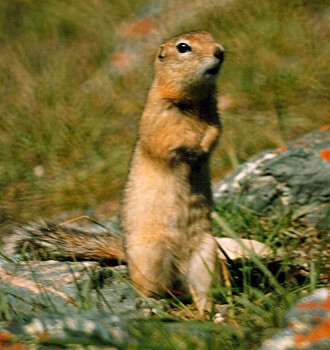 Jordekornene i den nordvestlige delen av Kina er et reservoar for pestbakterien Jordekorn av denne arten, Spermophyllus undulatus, danner et pest-reservoar i nordlige områder i Kina. Loppene som suger blod på jordekornene er av arten Citellophilus tesquorum. Jordekornene i den nordvestlige delen av Kina er et reservoar for pestbakterien Jordekorn av denne arten, Spermophyllus undulatus, danner et pest-reservoar i nordlige områder i Kina. Loppene som suger blod på jordekornene er av arten Citellophilus tesquorum.