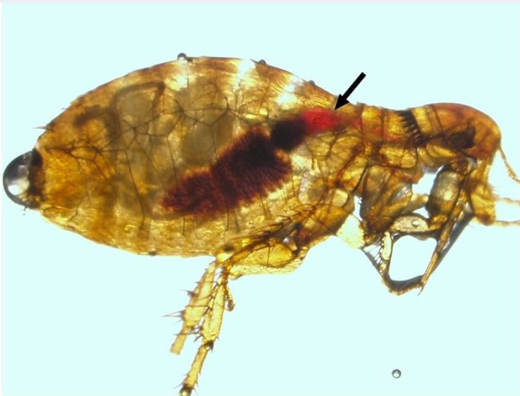 Formagen hos denne loppa er blokkert av Yersinia-bakteriens biofilm. Derfor er blodet fortsatt friskt og rødt. Formagen hos denne loppa er blokkert av Yersinia-bakteriens biofilm. Derfor er blodet fortsatt friskt og rødt.