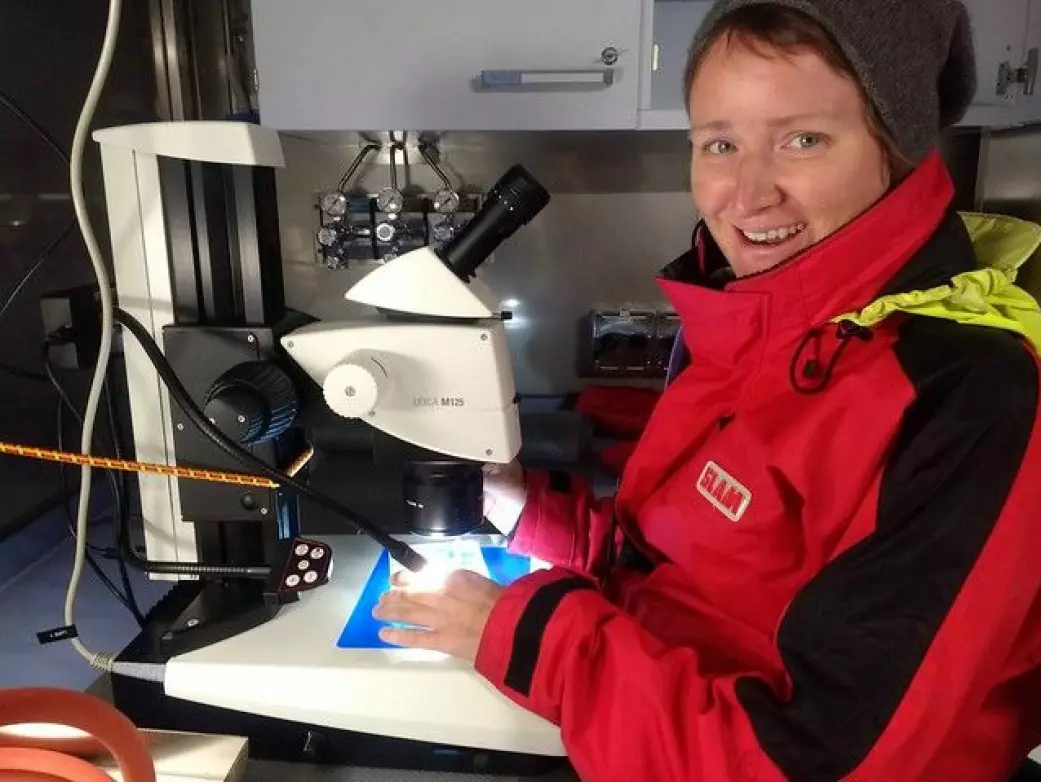 Doktorgradsstipendiat Angela Stippkugel studerer dyreplankton ombord på forskningsskipet.