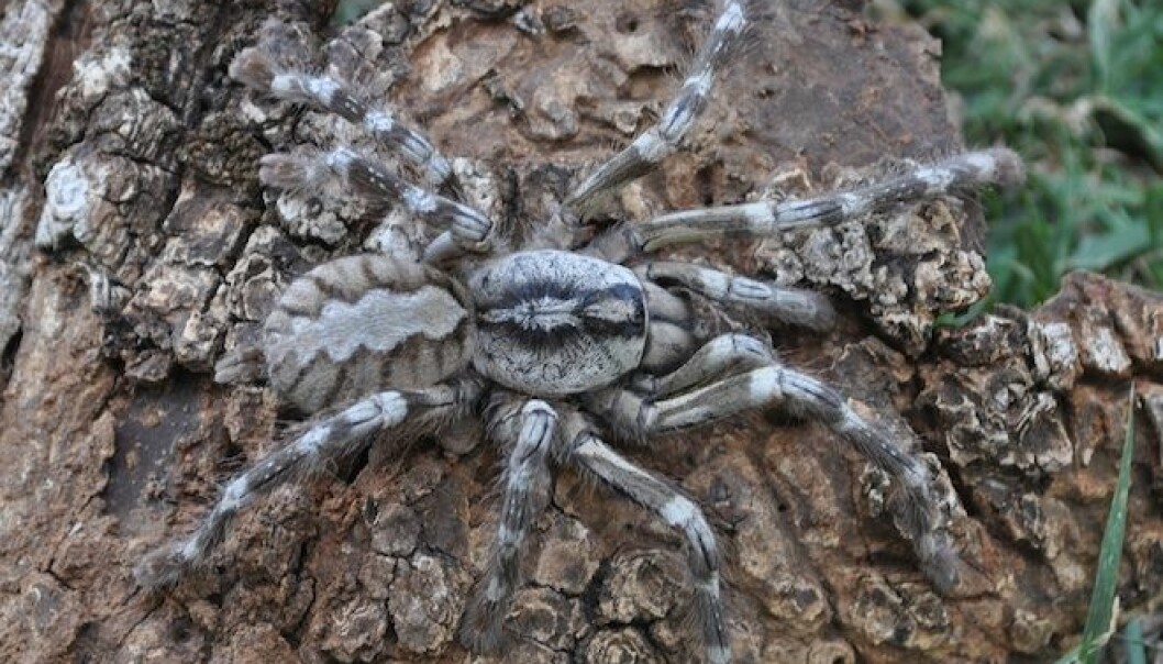 Ny, gigantisk edderkoppart funnet på Sri Lanka