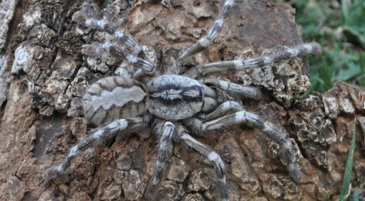Ny, gigantisk edderkoppart funnet på Sri Lanka