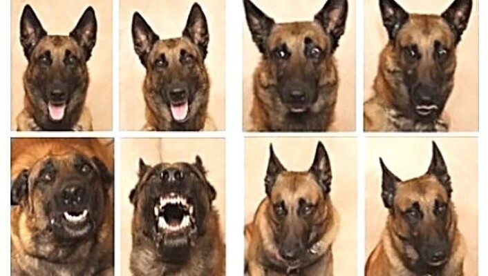 50 respondenter skulle gjette seg frem til hvilke følelser hunden Mal viste på forskjellige bilder. Her er han glad, engstelig, sint og lei seg. (Foto: Keith Reynolds/Barnwood Gallery) 50 respondenter skulle gjette seg frem til hvilke følelser hunden Mal viste på forskjellige bilder. Her er han glad, engstelig, sint og lei seg. (Foto: Keith Reynolds/Barnwood Gallery)